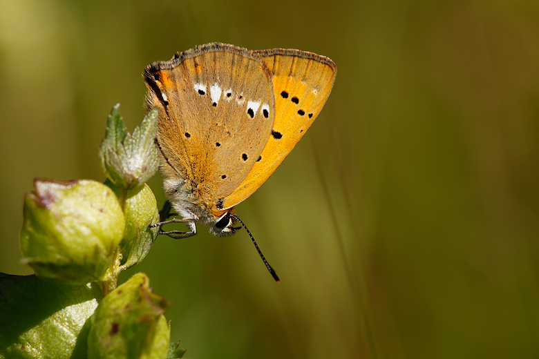 Lycaena virgaureae