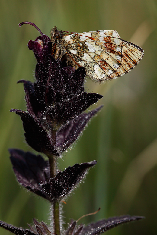 Boloria napaea