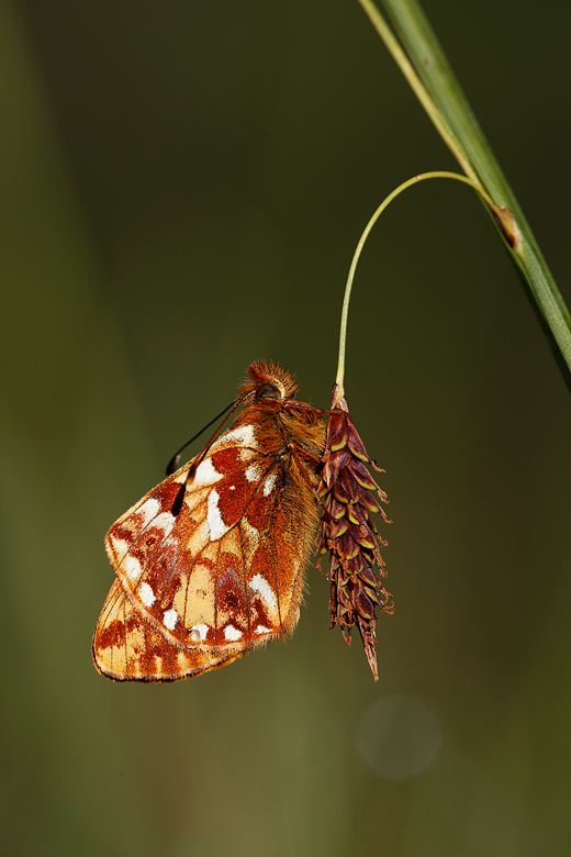 Boloria napaea