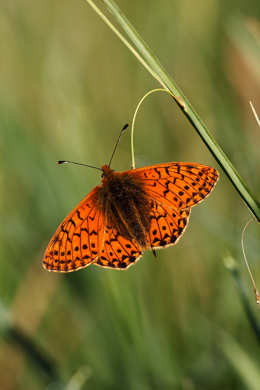 Boloria napaea