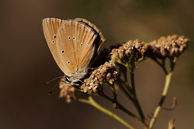 Polyommatus humedasae