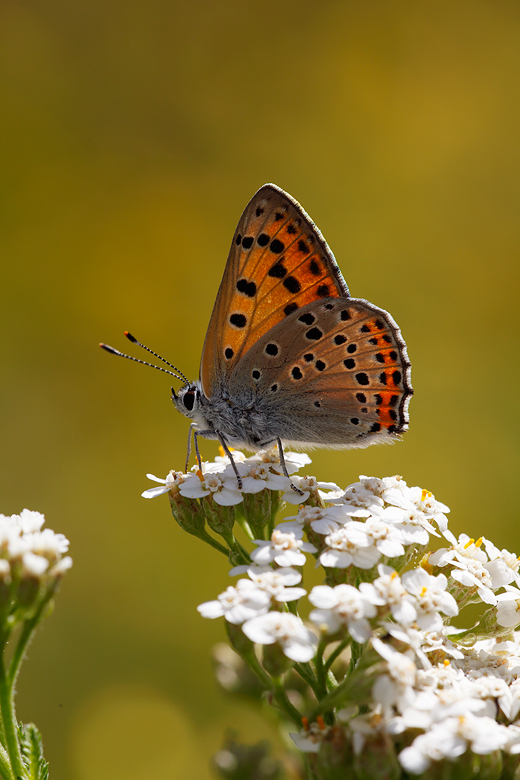 Lycaena alciphron (gordius)