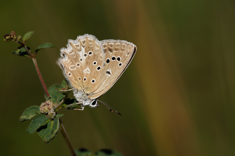 Polyommatus daphnis (steeveni)