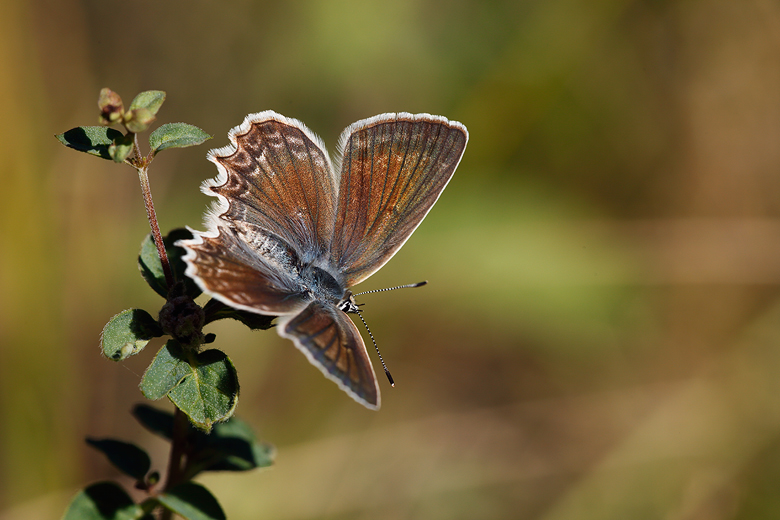 Polyommatus daphnis (steeveni)