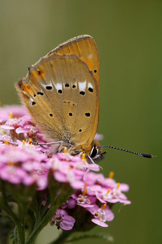 Lycaena virgaureae (montanus)