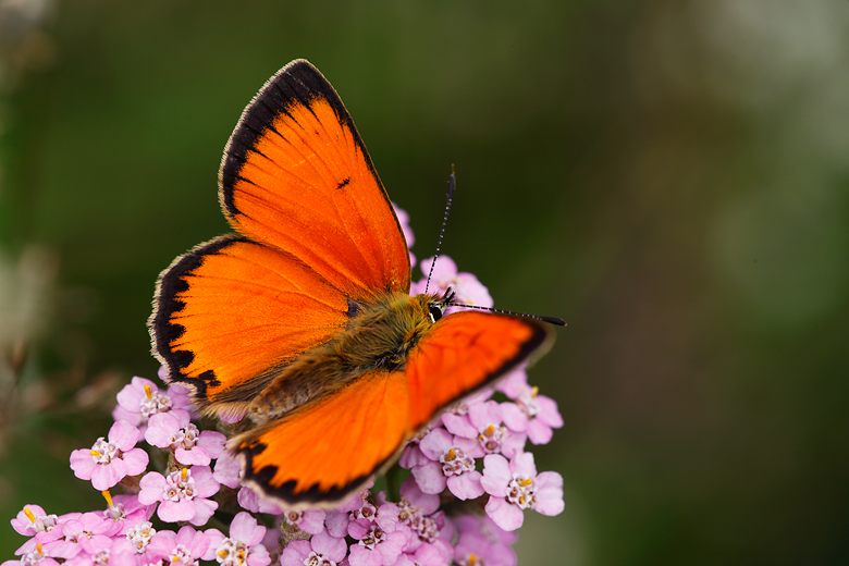 Lycaena virgaureae (montanus)