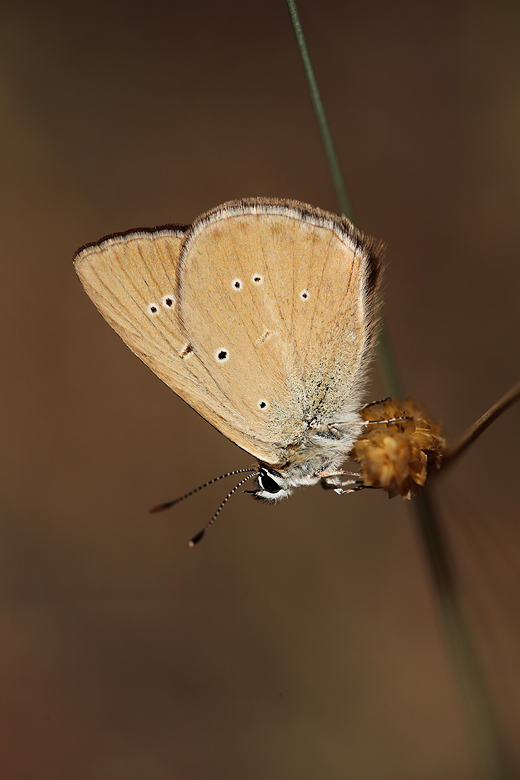 Polyommatus humedasae