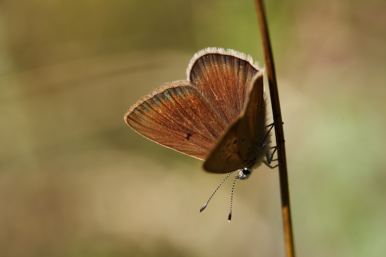 Polyommatus humedasae