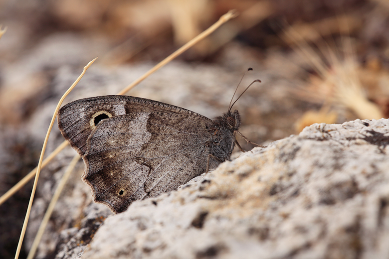 Hipparchia statilinus