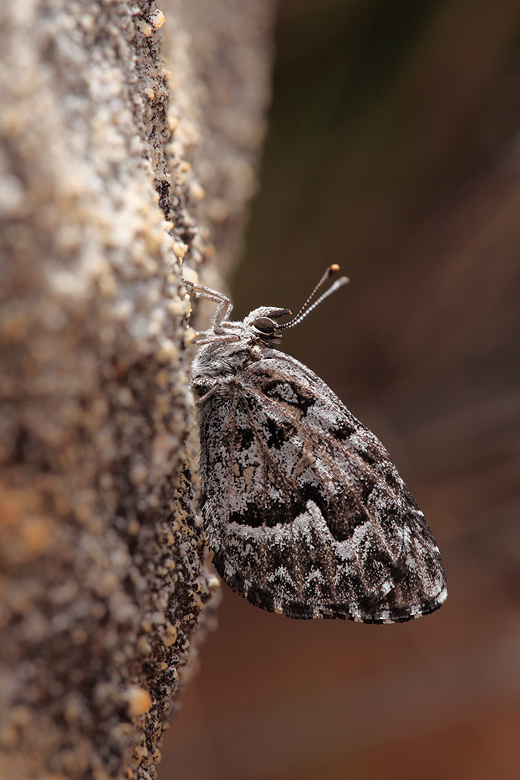 Durbaniopsis saga