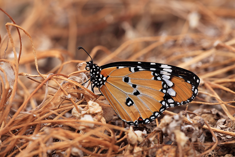 Danaus chrysippus (aegypticus)