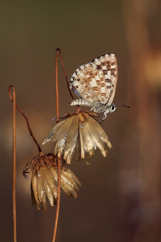 Tarucus thespis