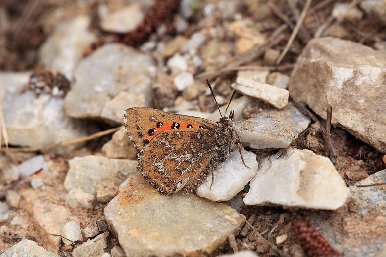 Aloeides pallida (littoralis)