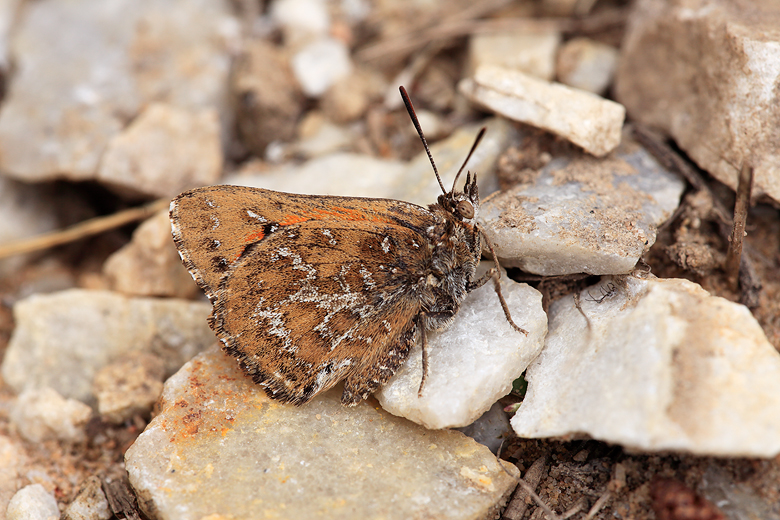 Aloeides pallida (littoralis)