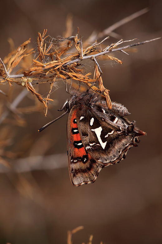 Phasis thero