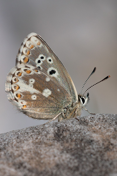 Aricia morronensis