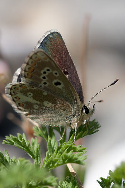 Aricia morronensis