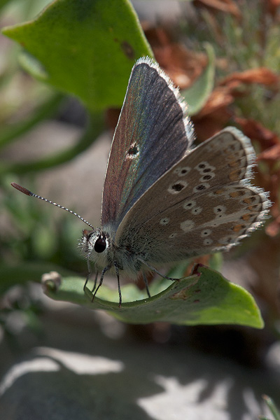 Aricia morronensis