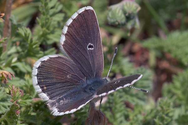 Aricia morronensis