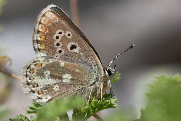 Aricia morronensis