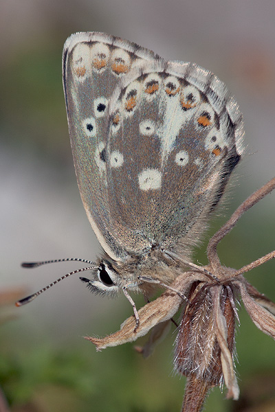 Aricia morronensis