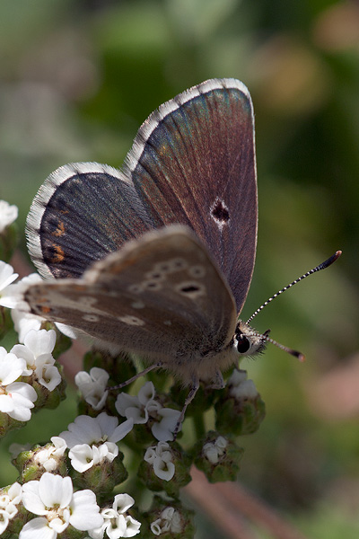 Aricia morronensis