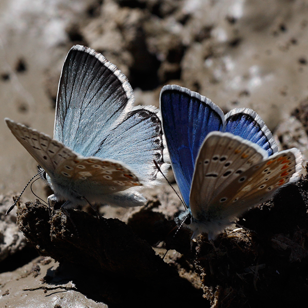 Polyommatus coridon