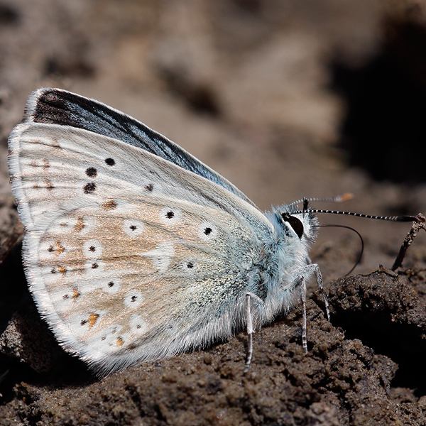 Polyommatus coridon