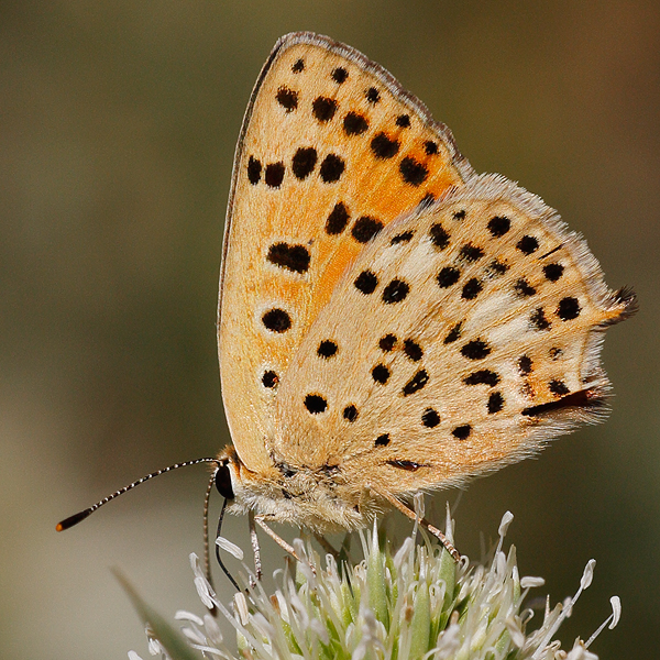 Lycaena bleusei