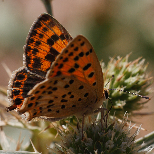 Lycaena bleusei