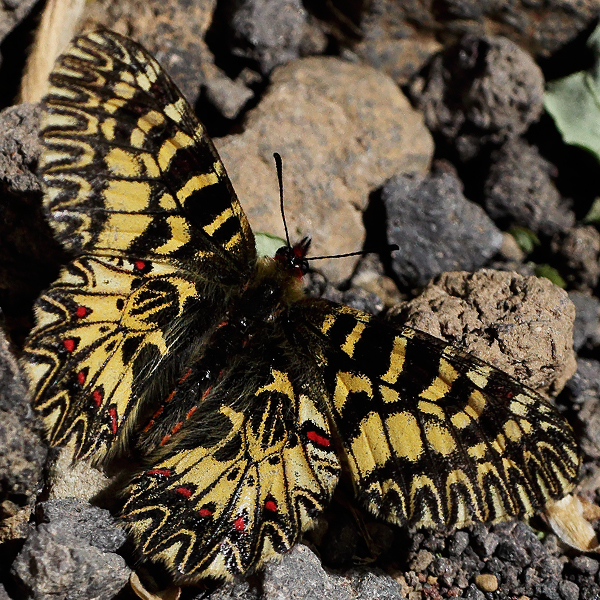 Zerynthia cassandra