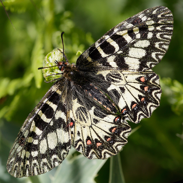 Zerynthia cassandra