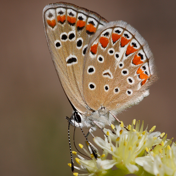 Polyommatus thersites