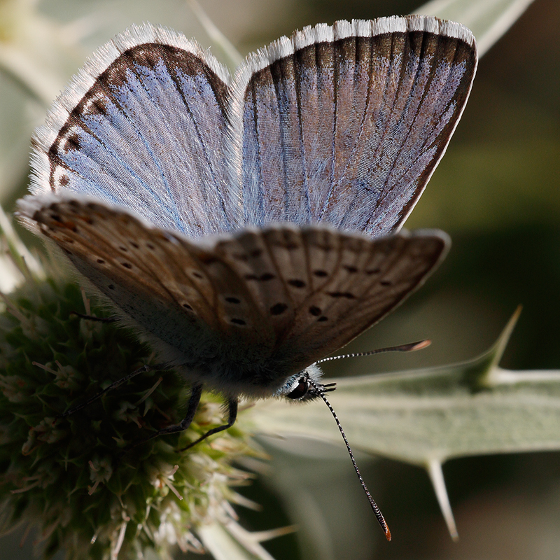 Polyommatus caelestissima