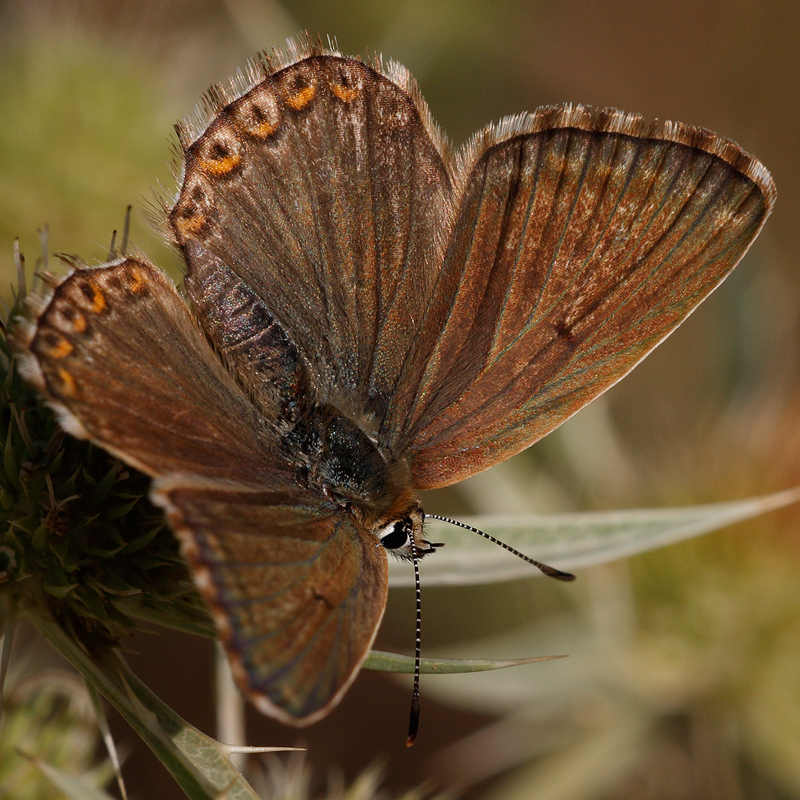 Polyommatus caelestissima