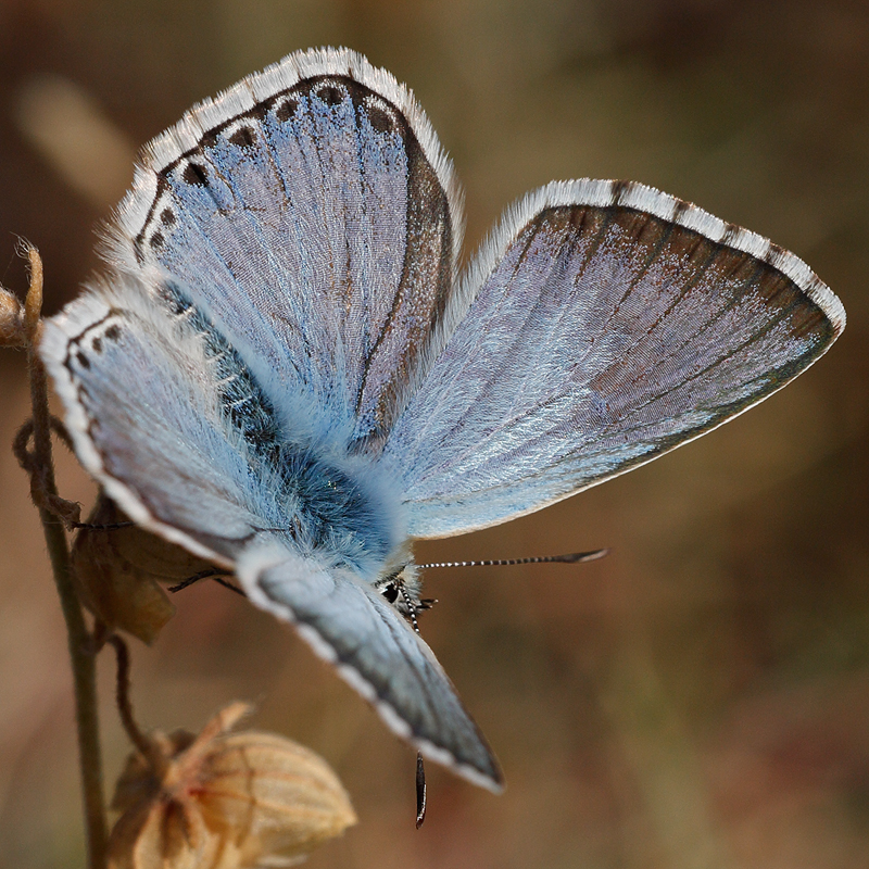 Polyommatus caelestissima