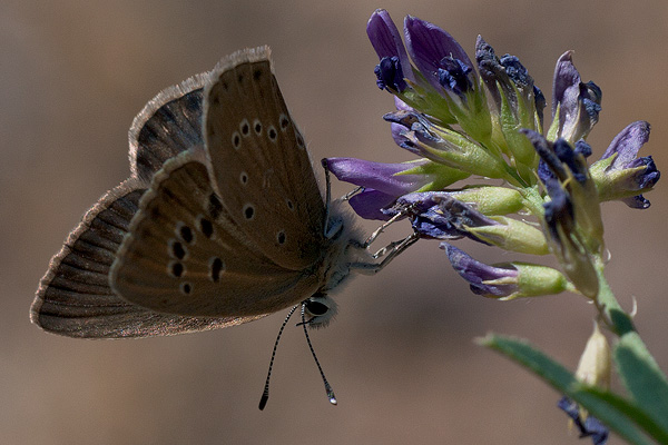 Polyommatus fabressei