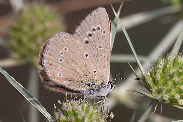 Polyommatus fabressei