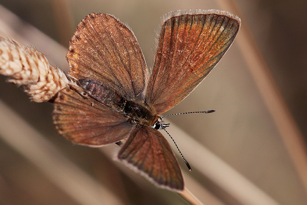 Polyommatus fabressei