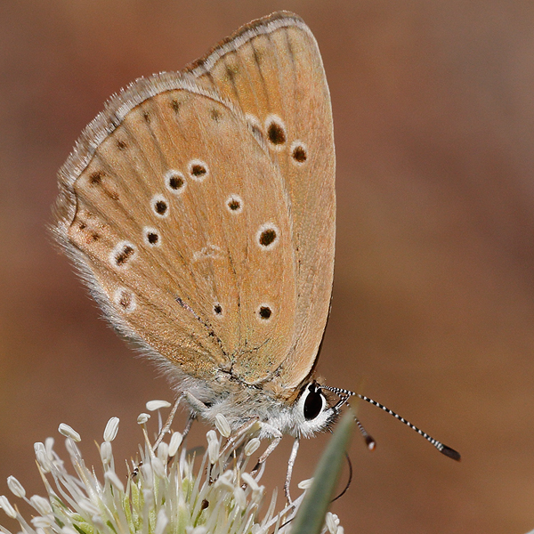 Polyommatus fabressei