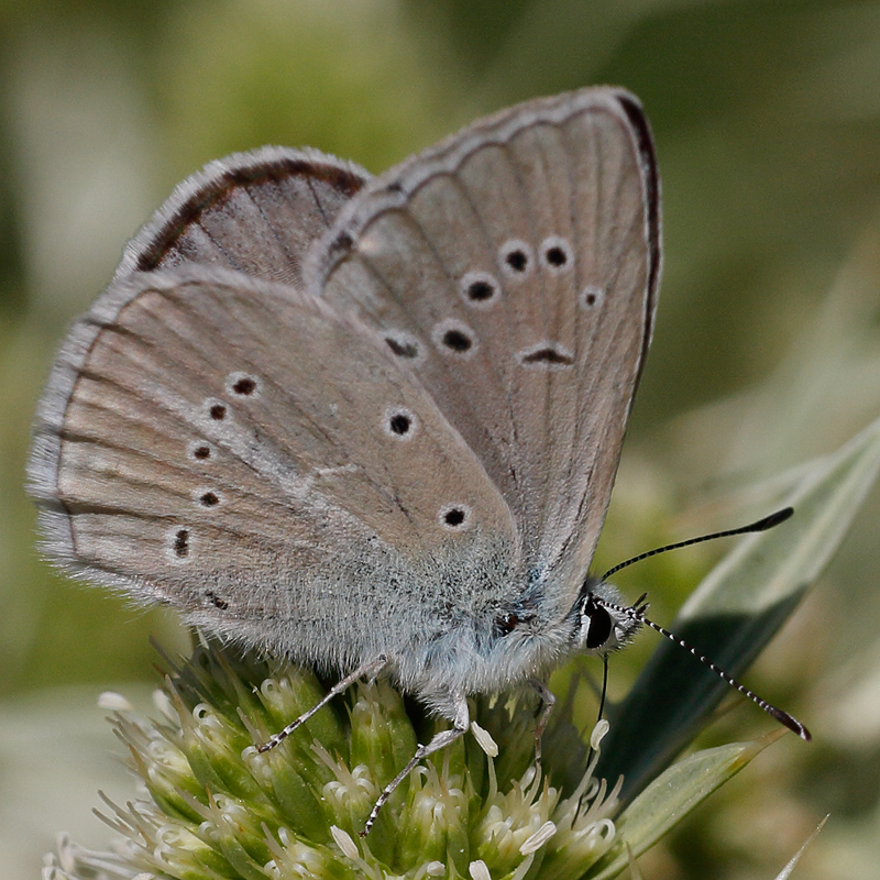 Polyommatus fulgens