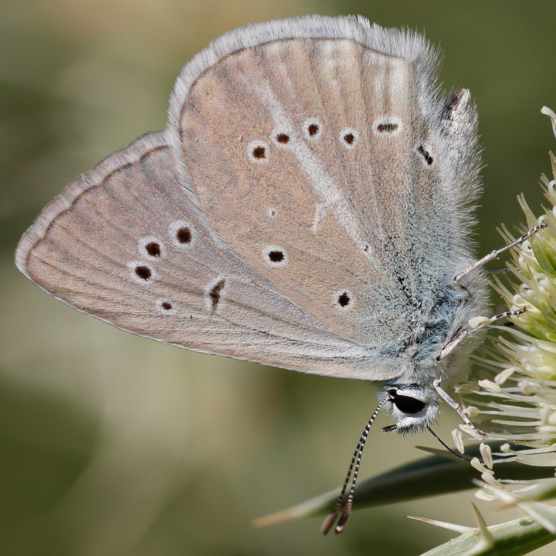 Polyommatus fulgens