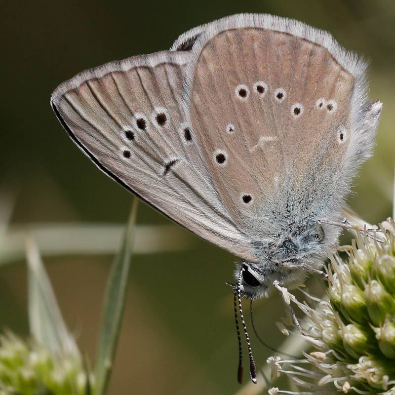 Polyommatus fulgens