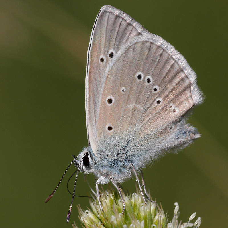 Polyommatus fulgens