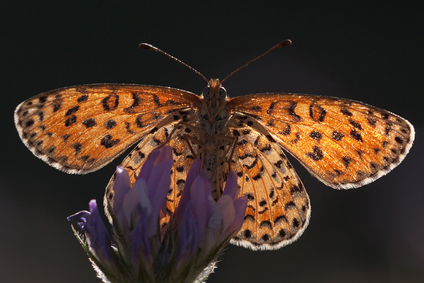 Melitaea didyma