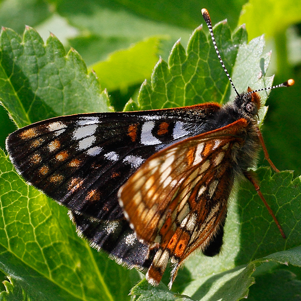 Euphydryas cynthia