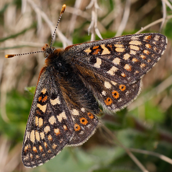 Euphydryas aurinia (glaciegenita)