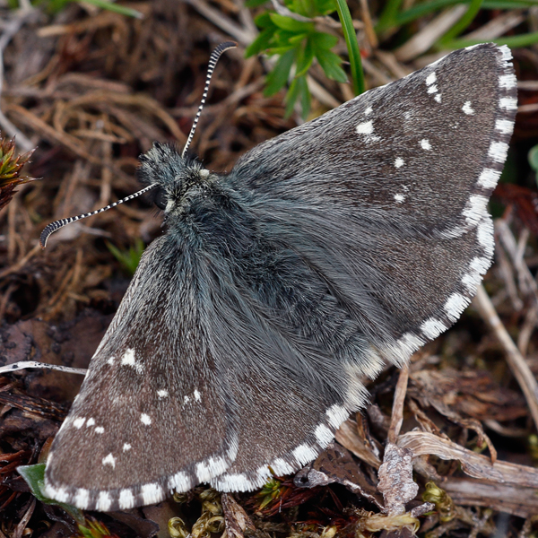 Pyrgus cacaliae