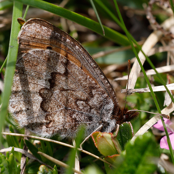 Erebia pandrose