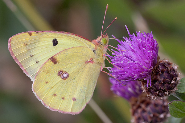 Colias alfacariensis